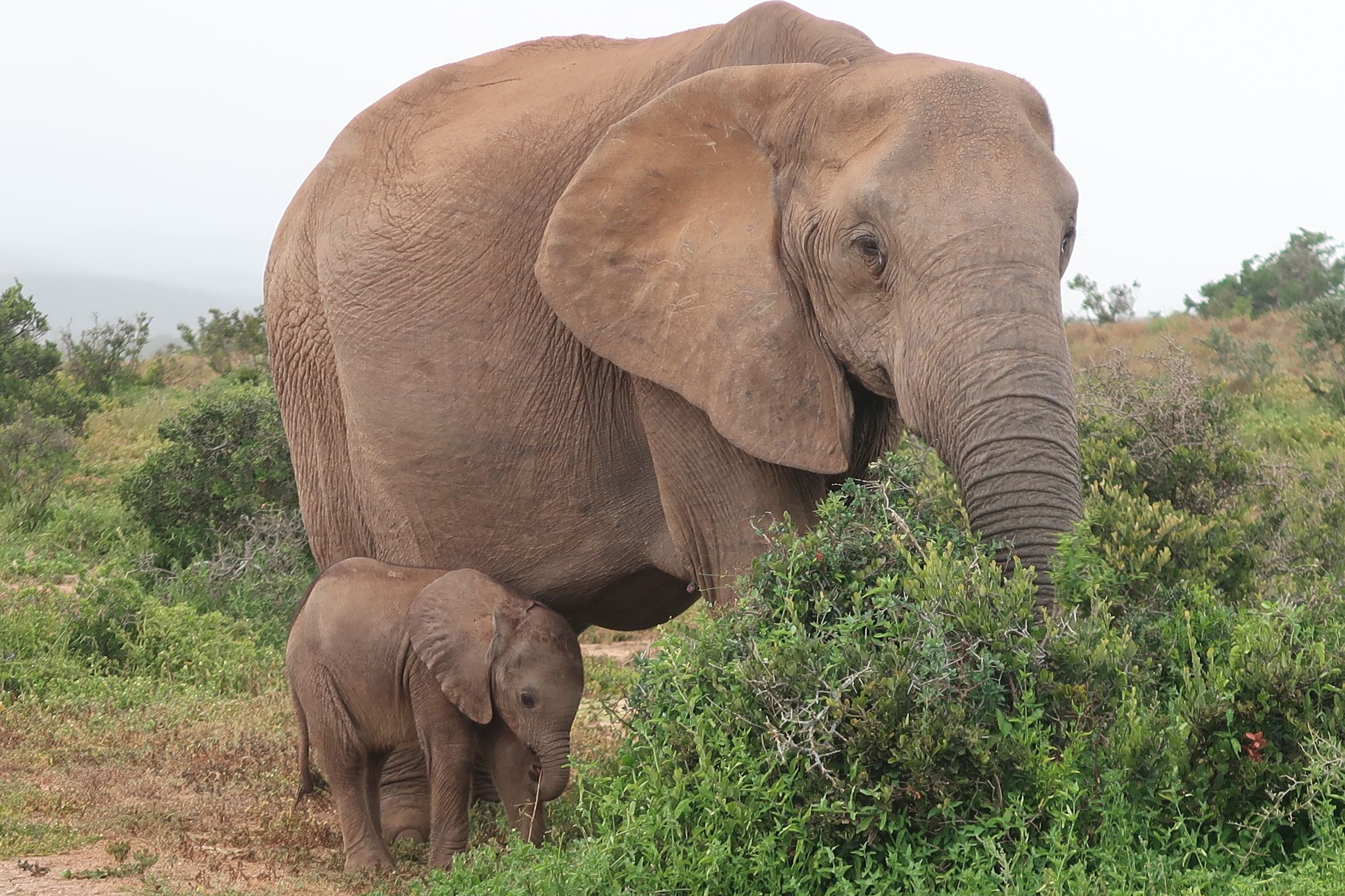 A mother and calf in Addo Elephant National Park