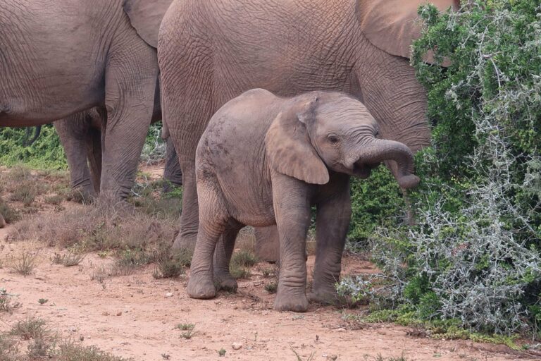 A young elephant in Addo Elephant National Park