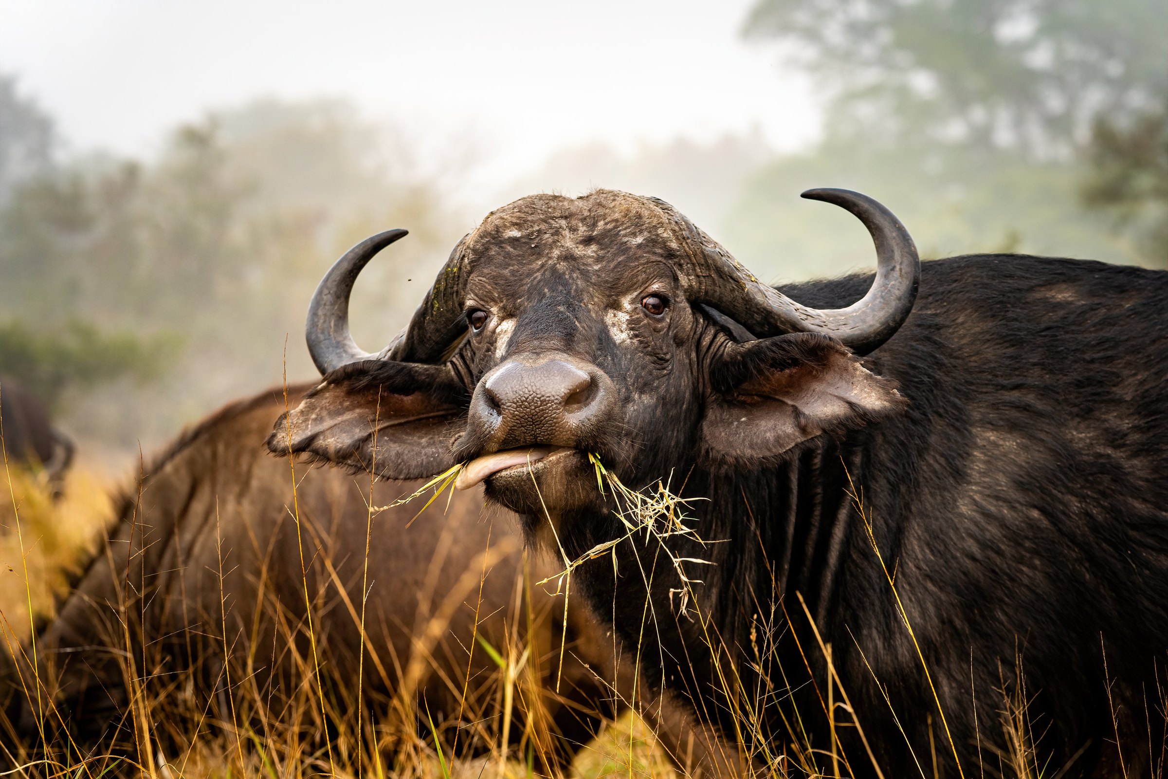 An African buffalo in the grasslands