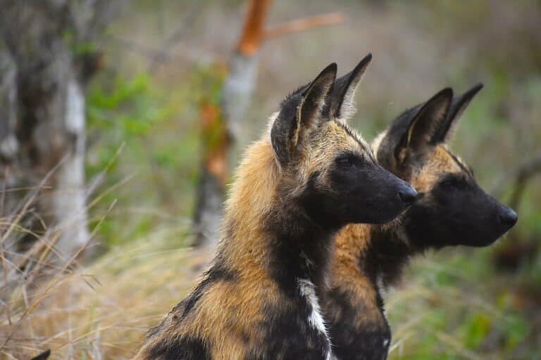 A pair of African wild dogs