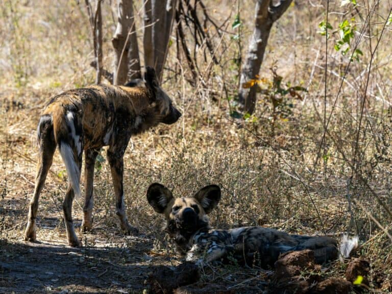 African wild dogs resting in dry woodland