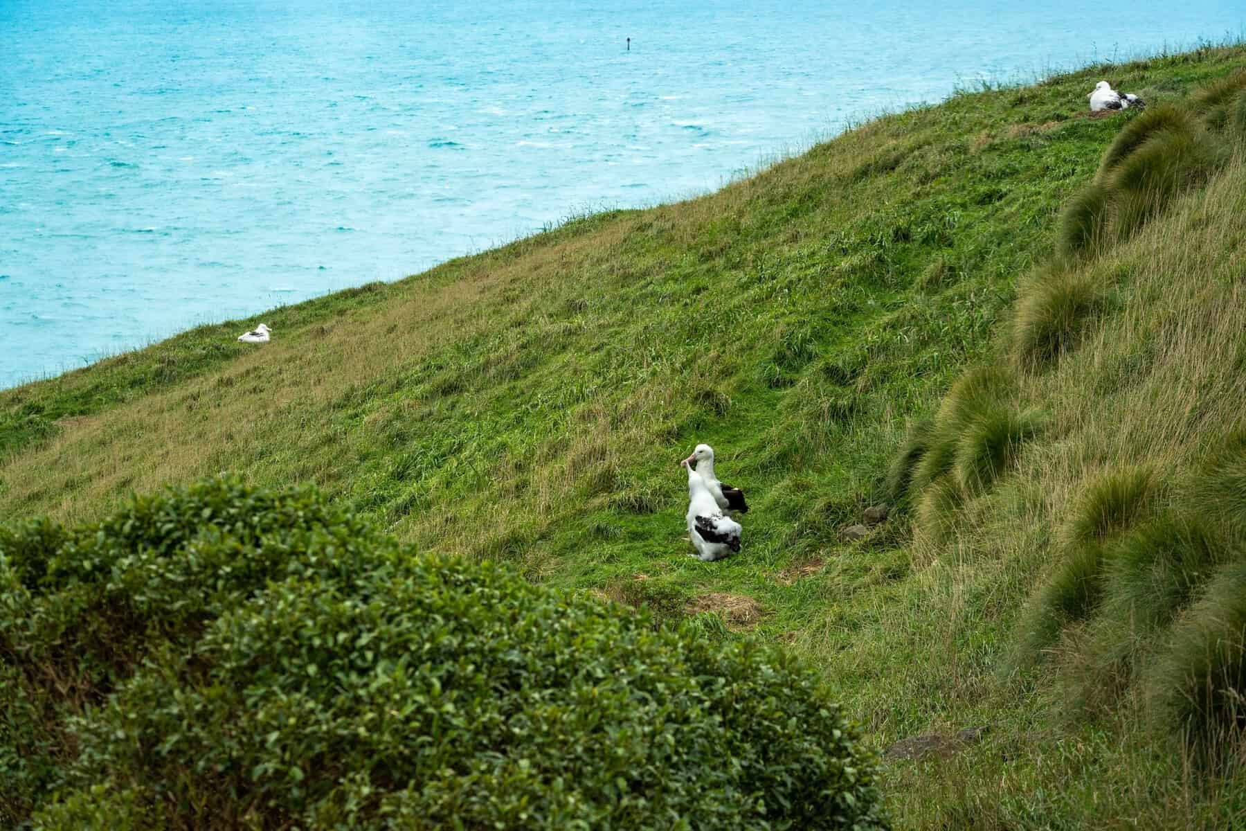 Albatrosses on grassy cliffs above the ocean