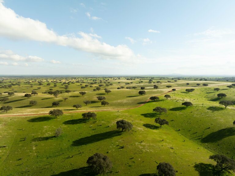 Rolling plains dotted with trees in the Alentejo