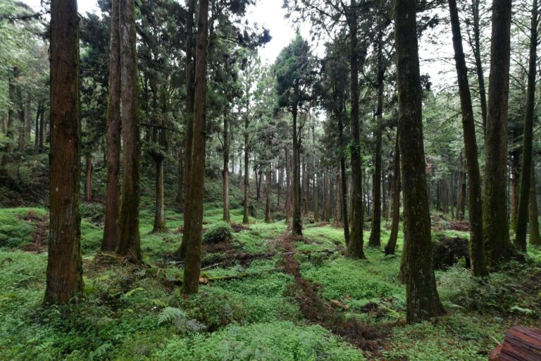 The forest of Alishan