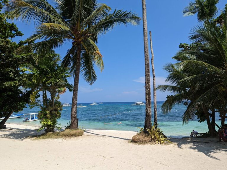 Palm trees on a Bohol beach