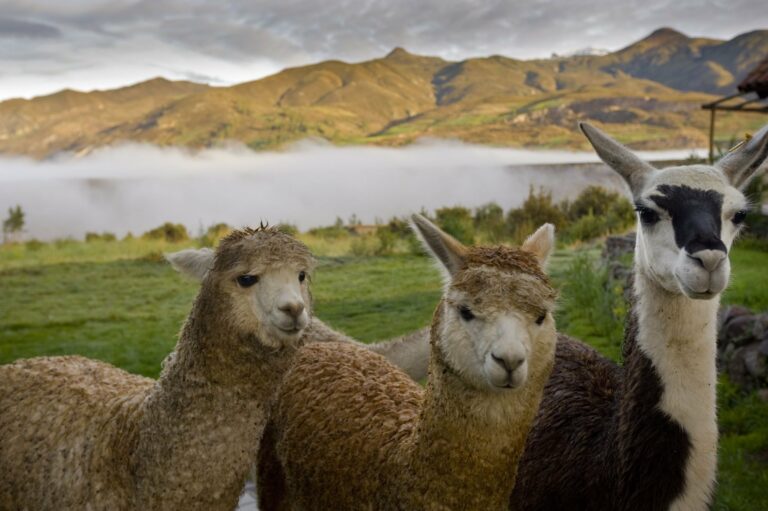Three alpacas on a misty Andean farm