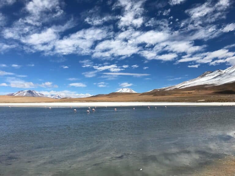 A high-altitude lake with flamingos in the Atacama