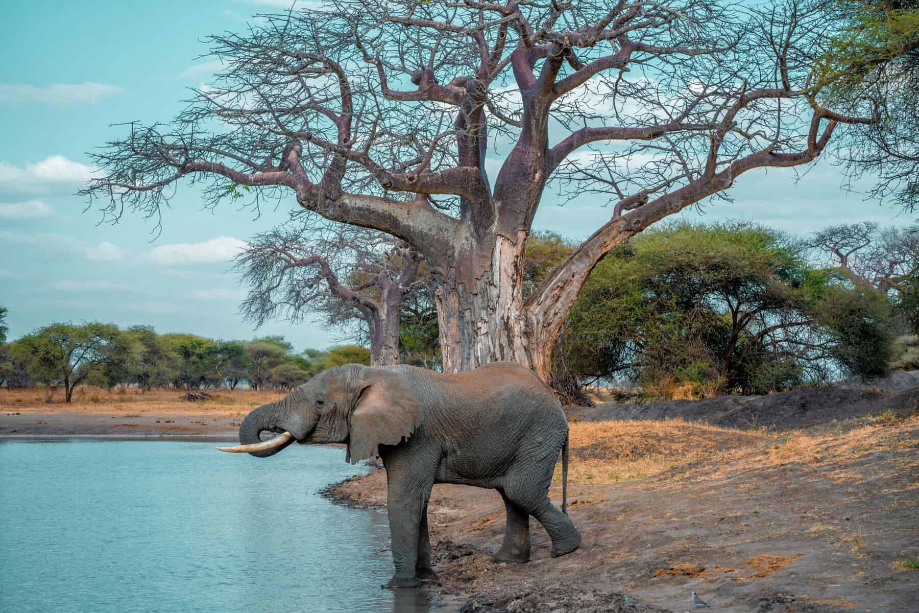 Tarangire