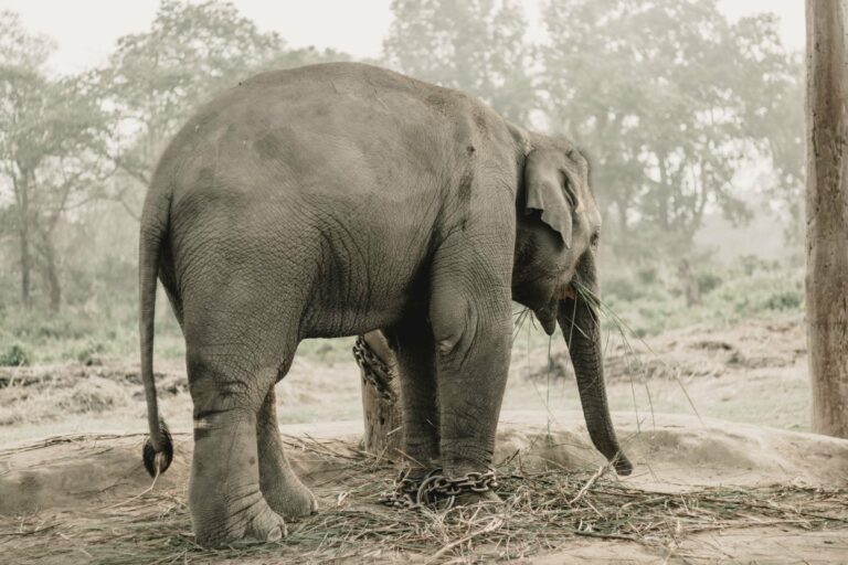 An Asian elephant in Chitwan National Park, Nepal