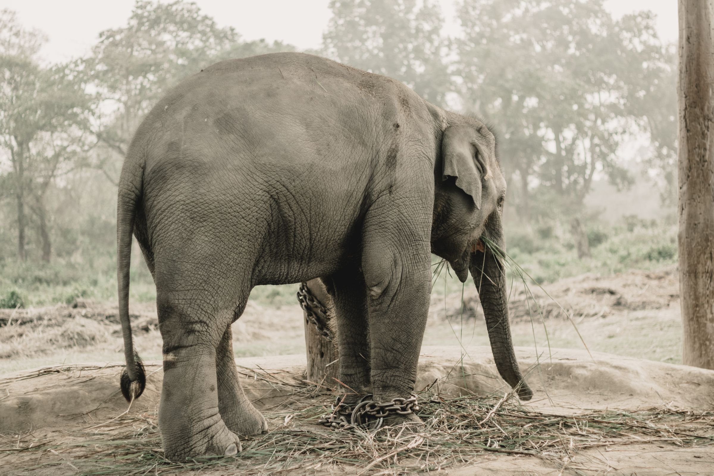 An Asian elephant in Chitwan National Park, Nepal