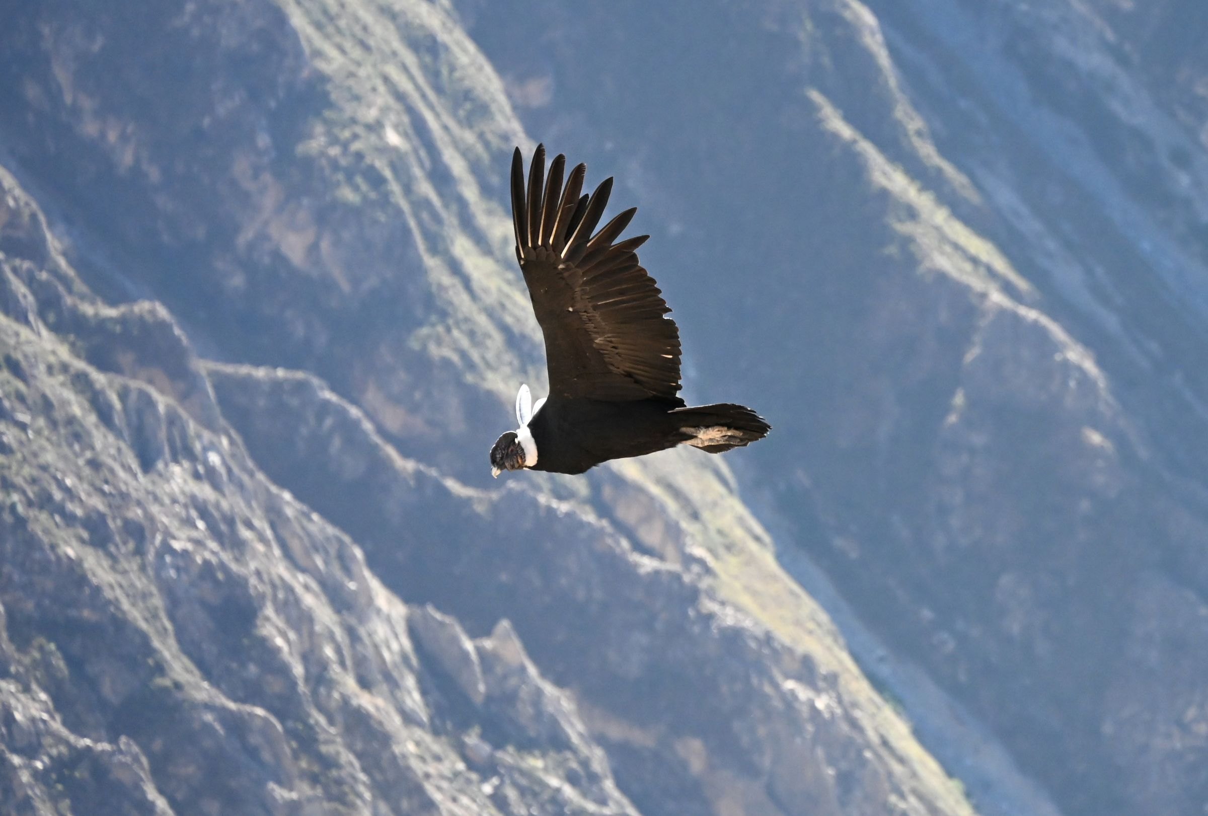 An Andean condor soaring over the canyon