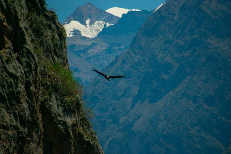An Andean condor flying over Colca Canyon, Peru