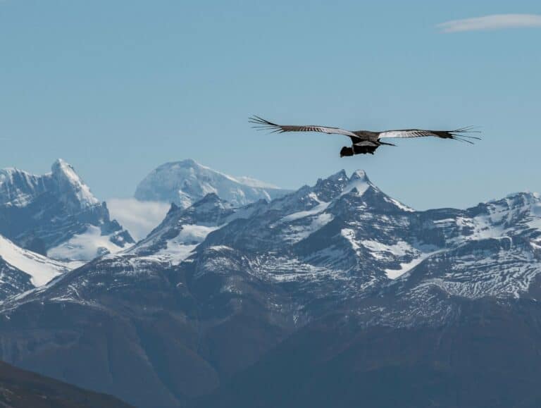 An Andean condor soaring over snowy peaks