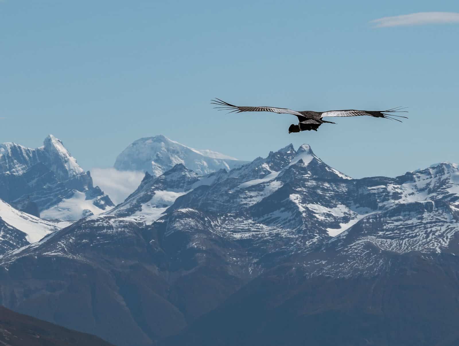 An Andean condor soaring over snowy peaks