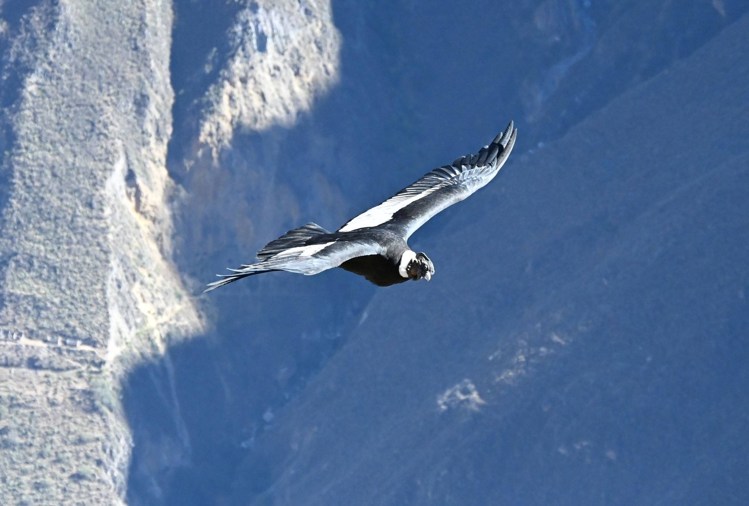 An Andean condor in the Colca Canyon