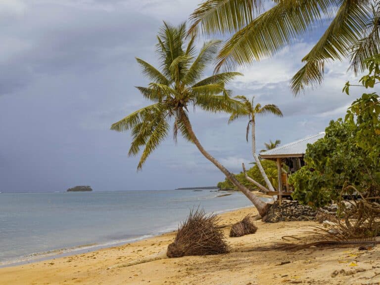 Palm trees on the shore near Apia, Samoa