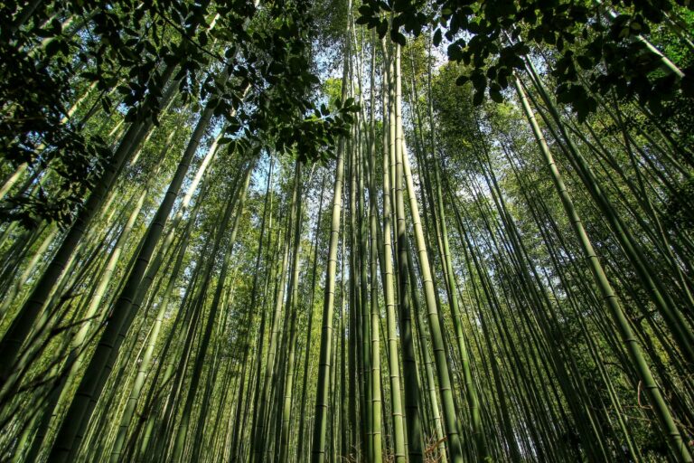 The bamboo forest of Arashiyama