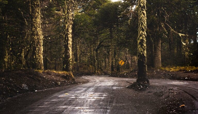 A dirt road through araucaria forest in Neuquén