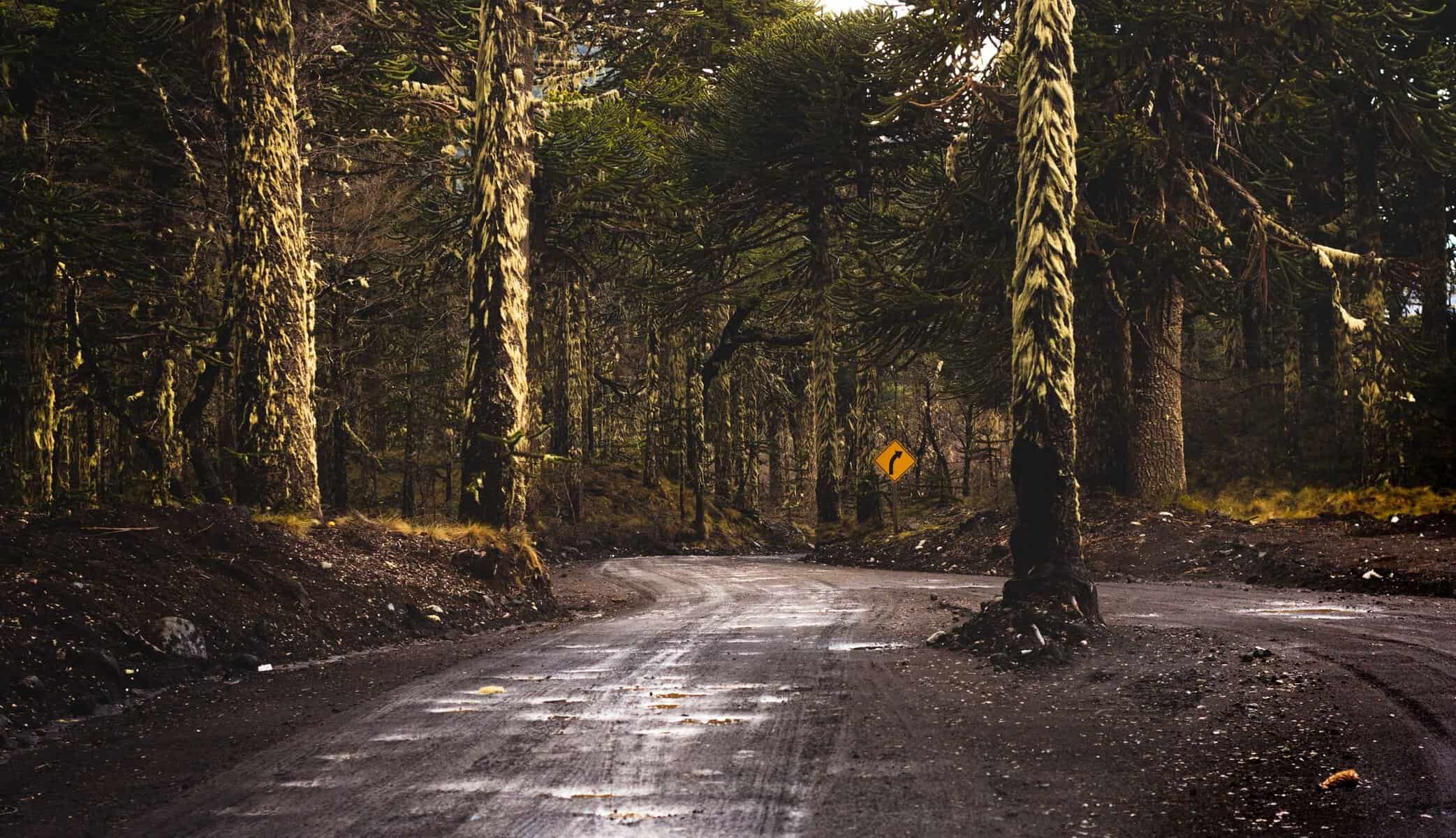 A dirt road through araucaria forest in Neuquén