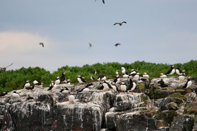 A colony of Atlantic puffins on a sea cliff