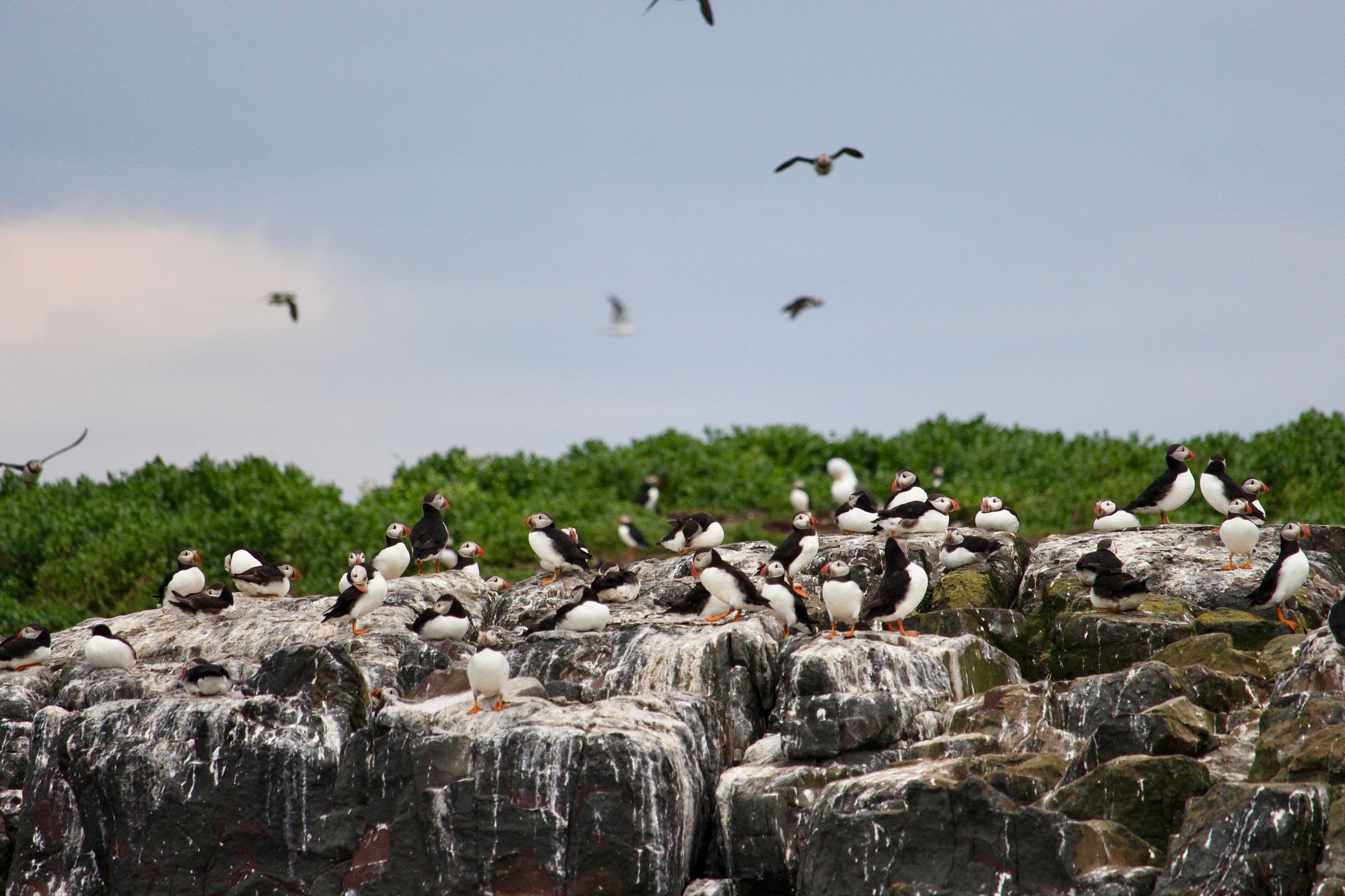A colony of Atlantic puffins on a sea cliff