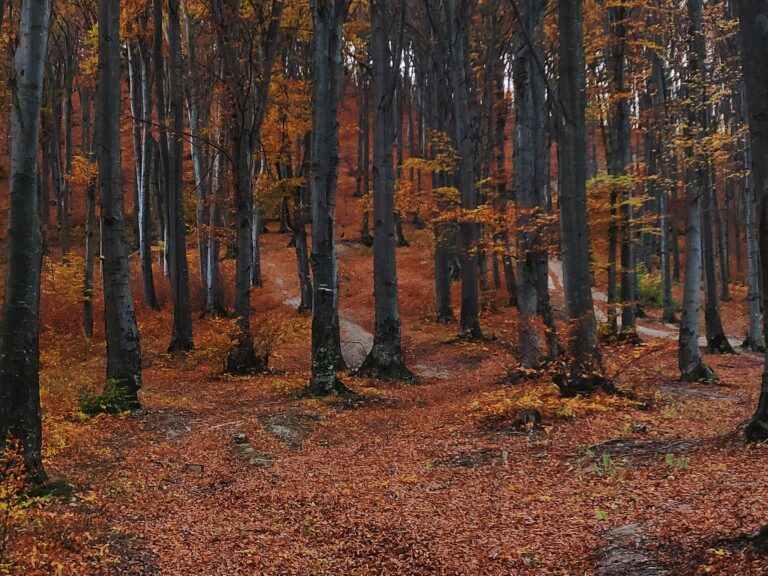 An autumn forest in Romania