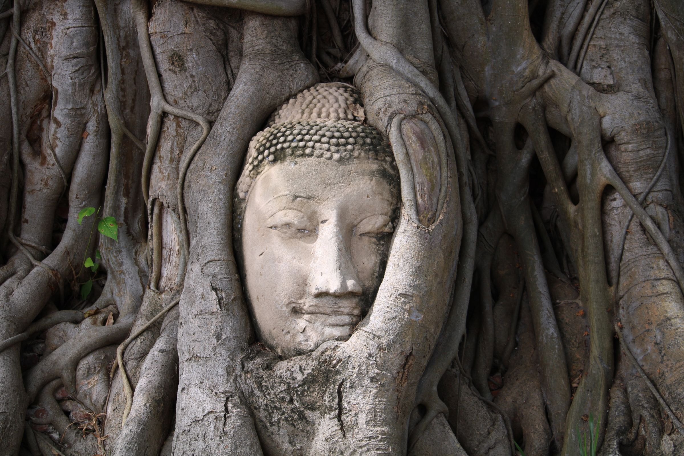 A Buddha head entwined in tree roots at Ayutthaya