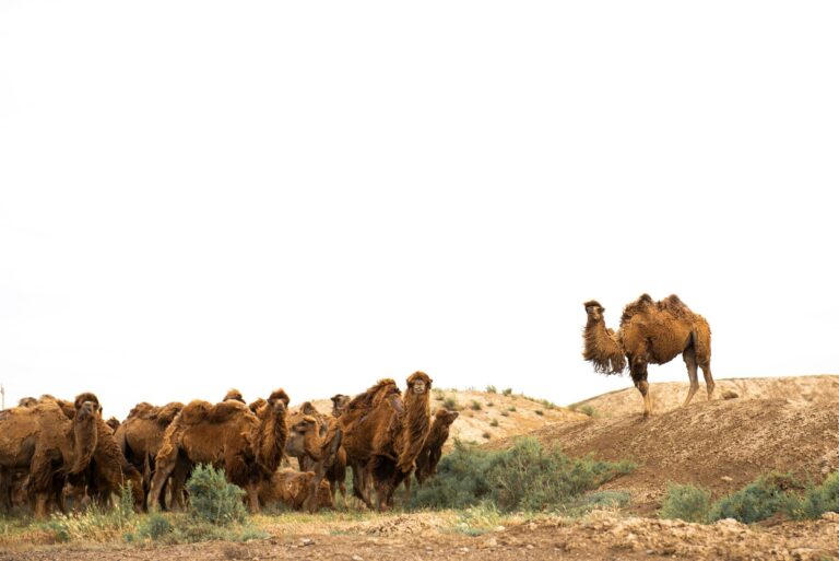 A herd of Bactrian camels in the desert