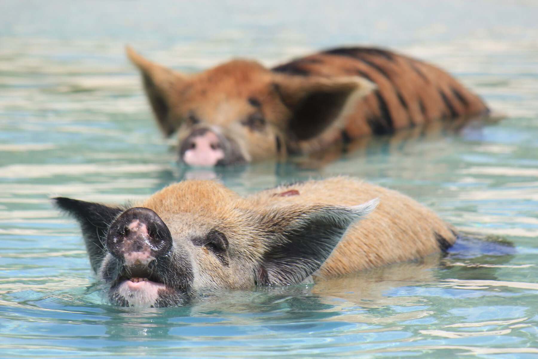 Pigs swimming in clear turquoise water in The Bahamas