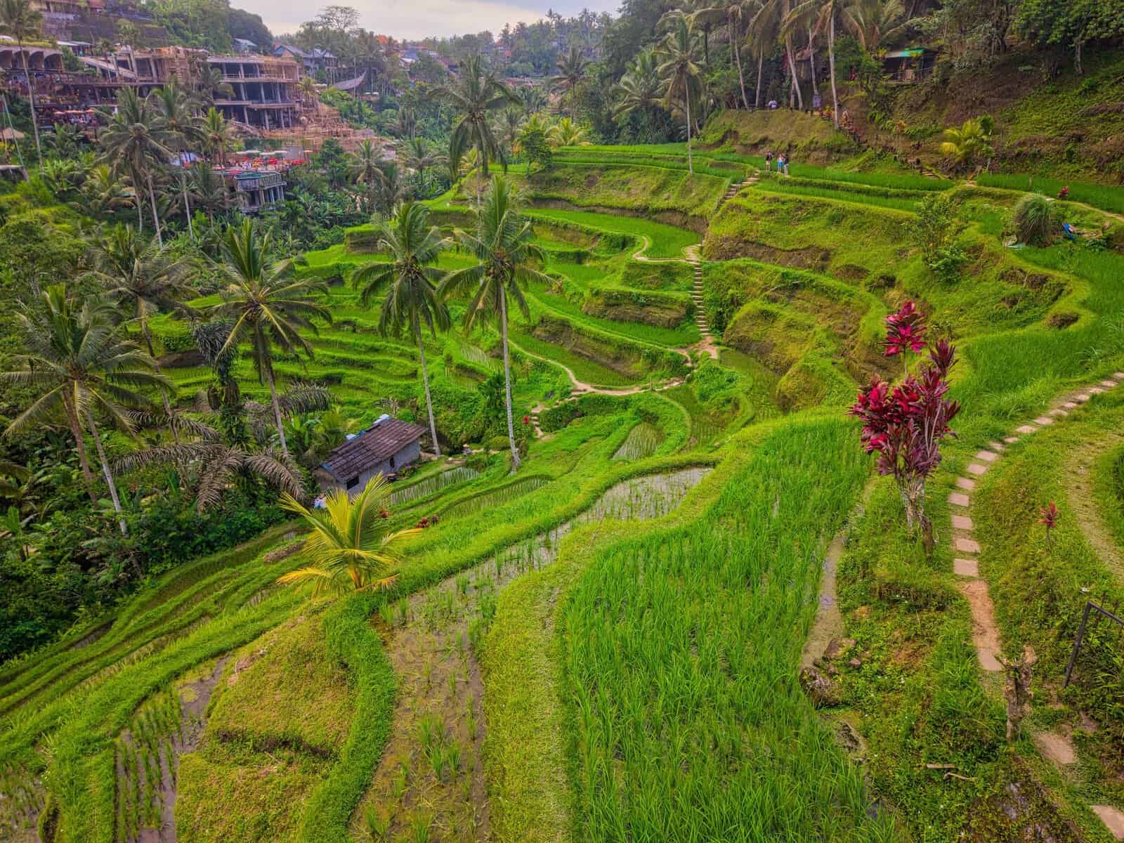 Rice terraces near Ubud, Bali