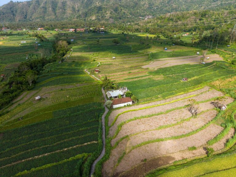 Rice terraces in Bali