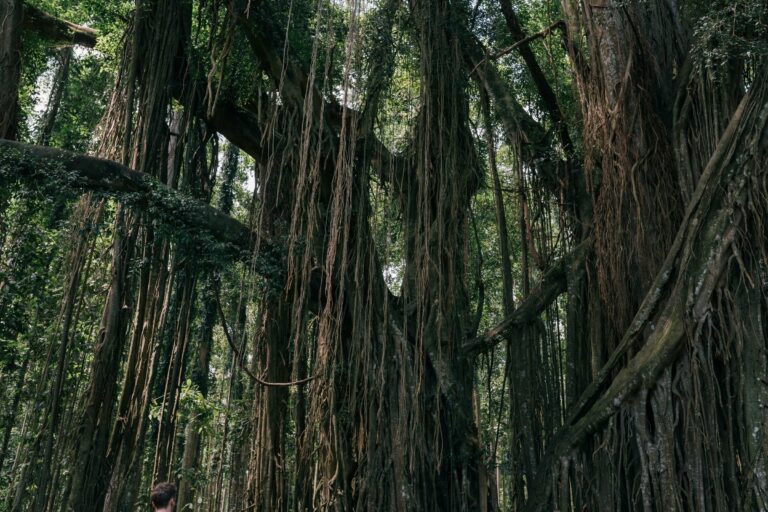 An ancient banyan tree in the forest