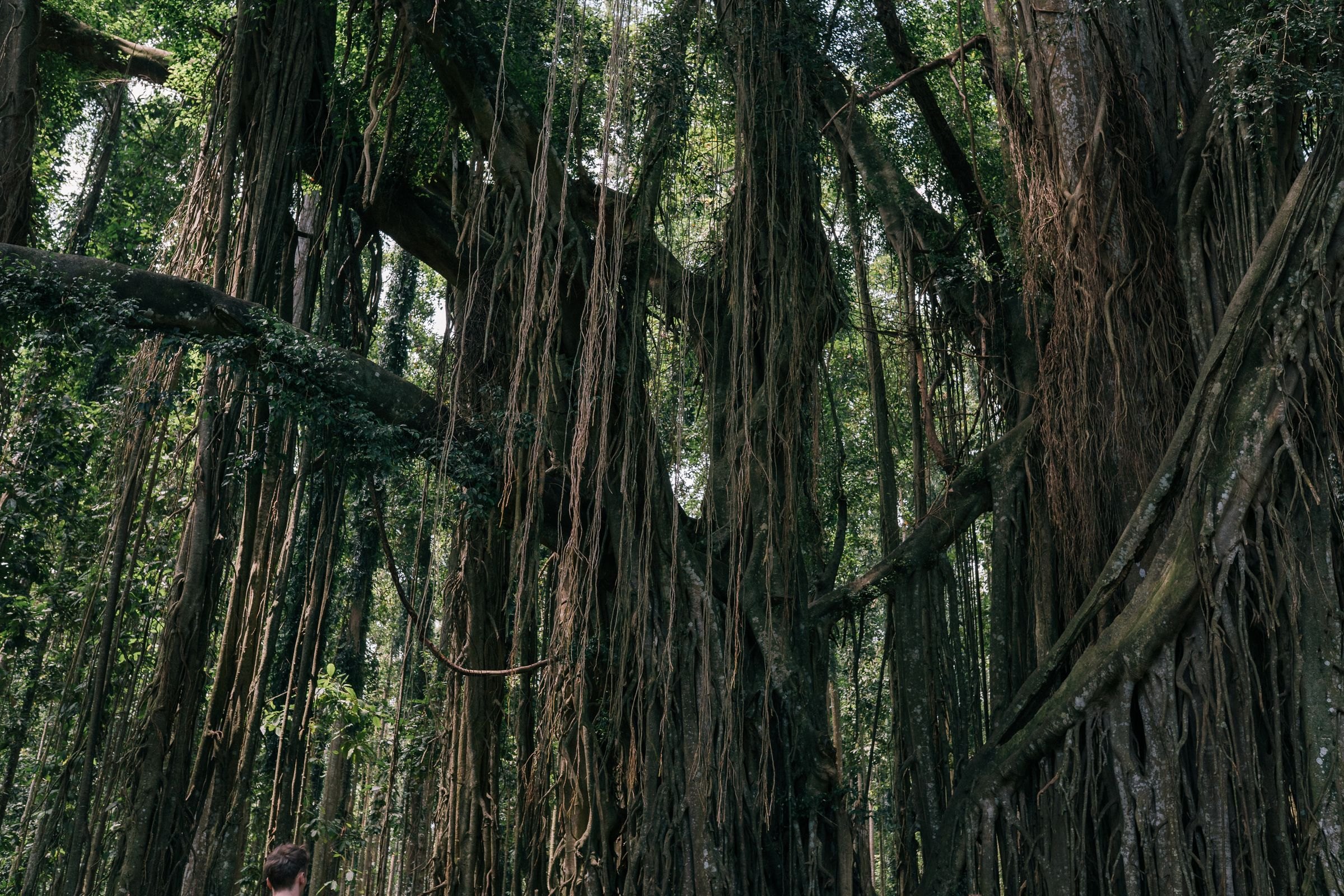 An ancient banyan tree in the forest