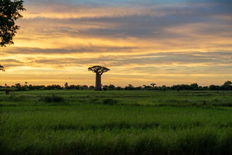 Baobab trees at sunset in Madagascar