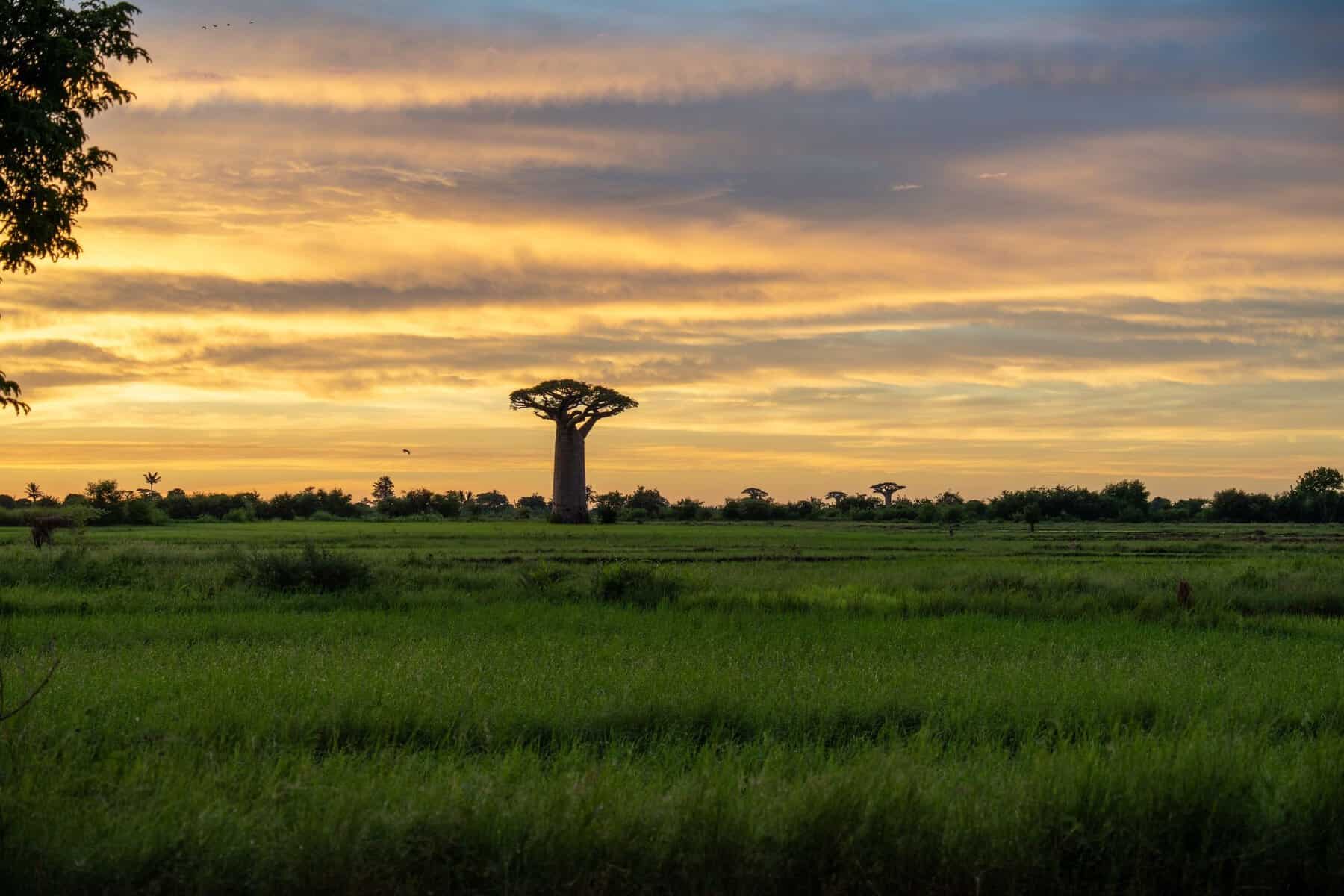 Baobab trees at sunset in Madagascar