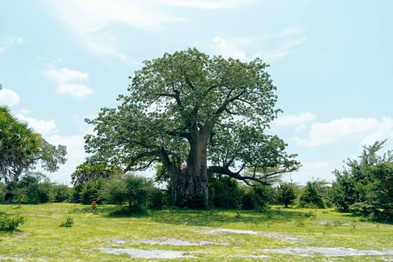 A large baobab tree under a summer sky