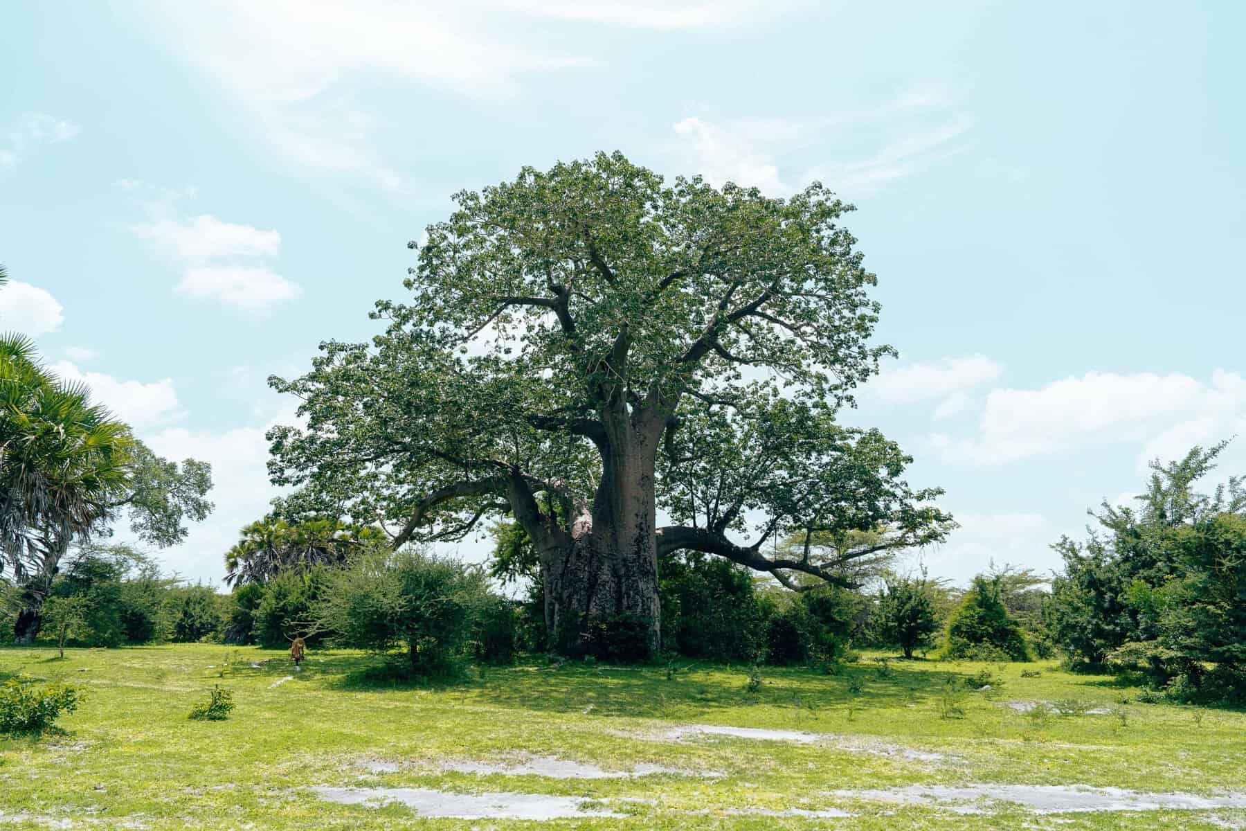 A large baobab tree under a summer sky