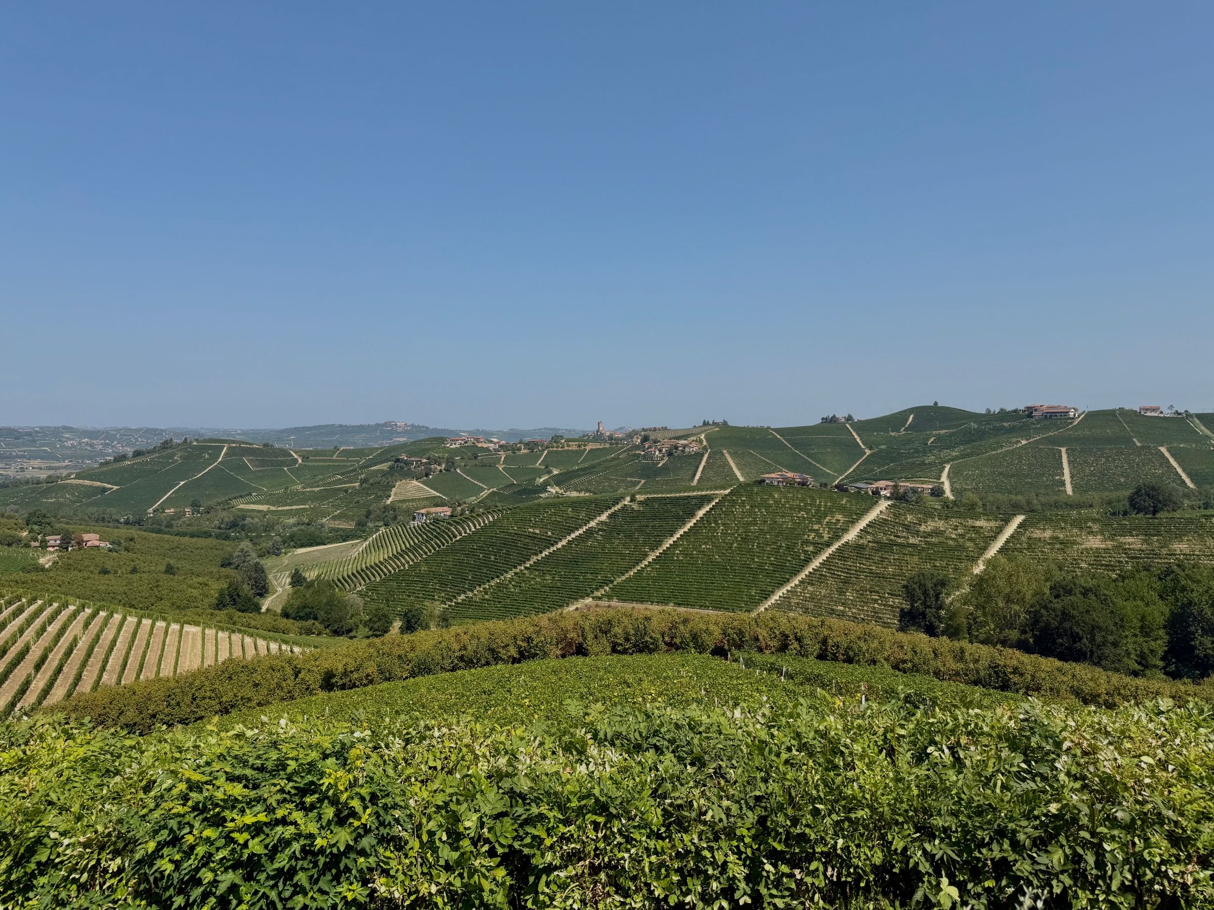 Vineyards in the Barbaresco hills in summer