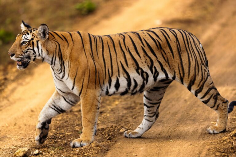 A Bengal tiger walking along a forest track