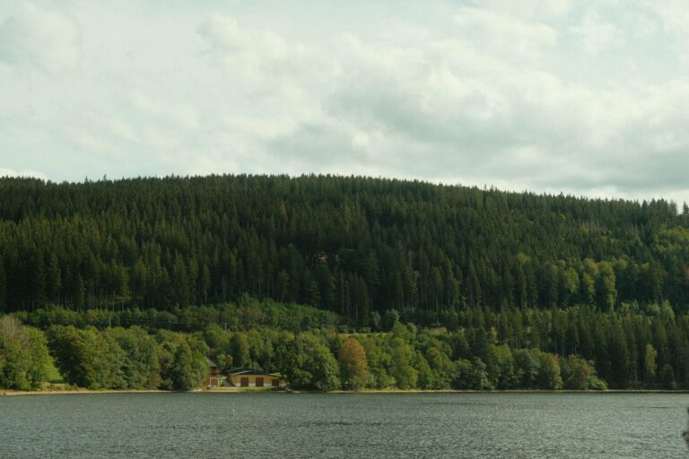 Forest above a lake in the Black Forest