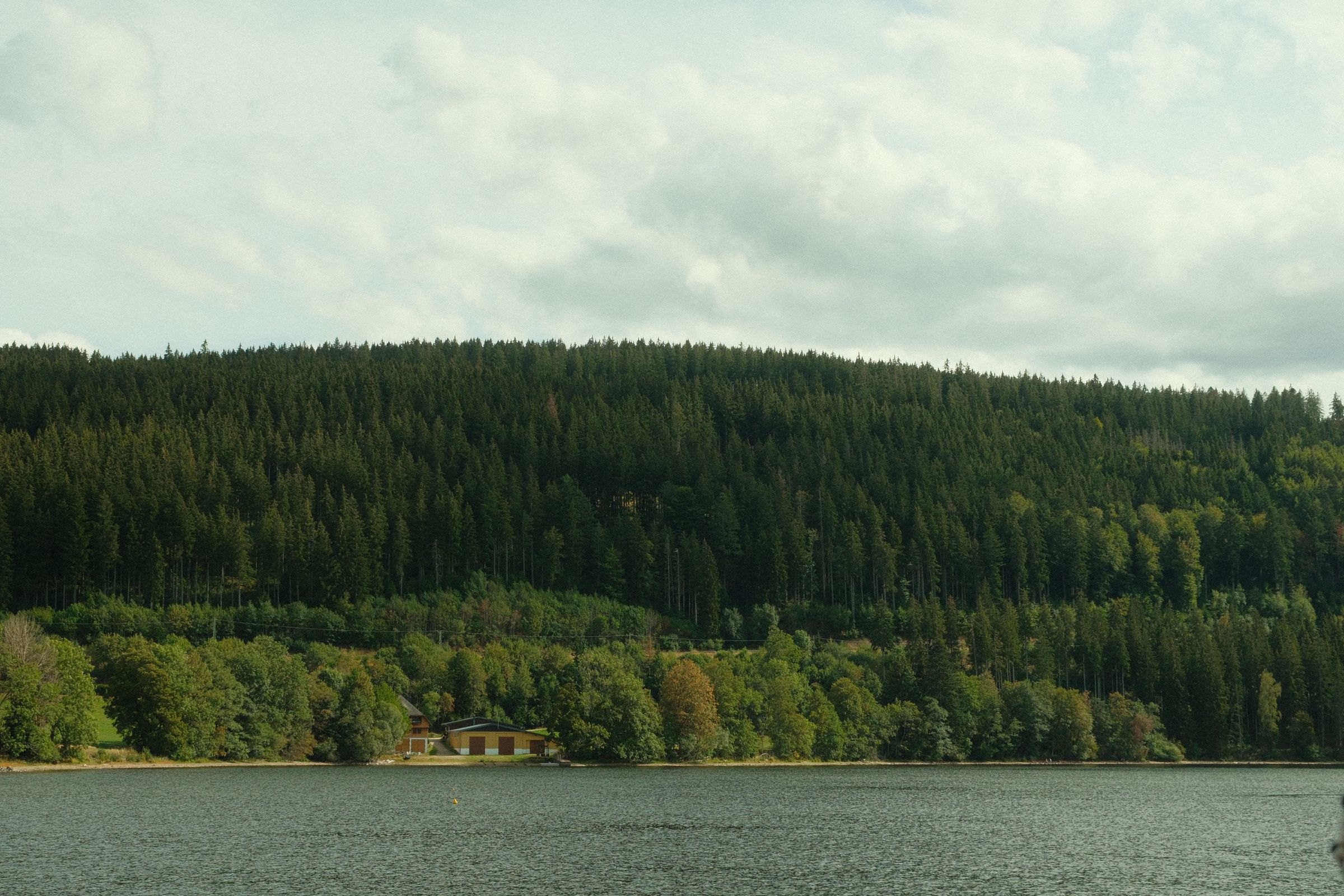 Forest above a lake in the Black Forest