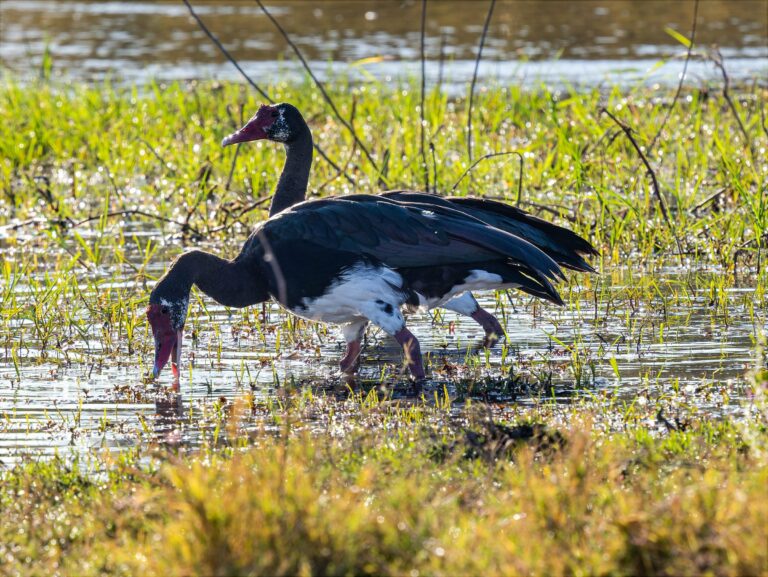 Black-necked cranes wading in a wetland