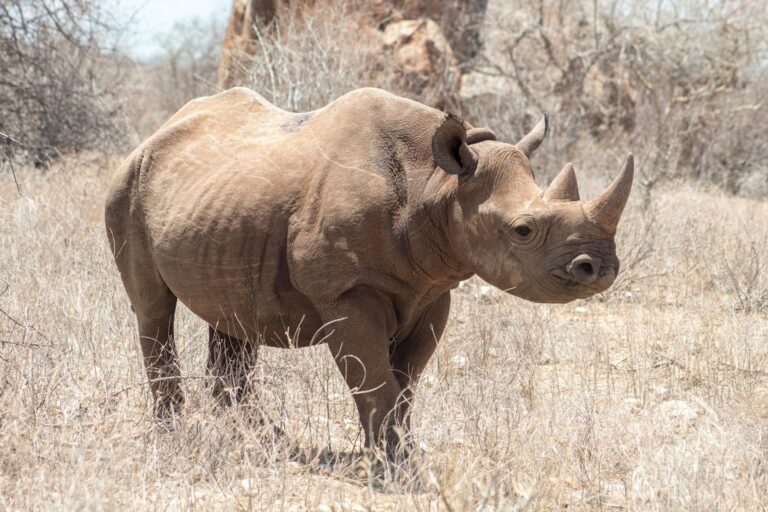 A black rhino in dry savanna