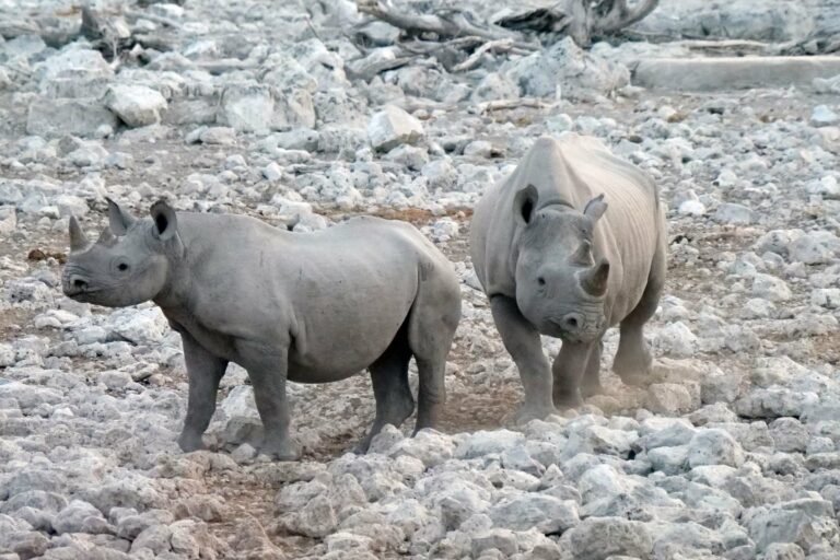 Two black rhinos in the rocky Namibian desert