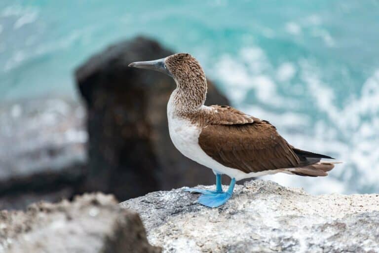 A blue-footed booby on the coast, Galápagos