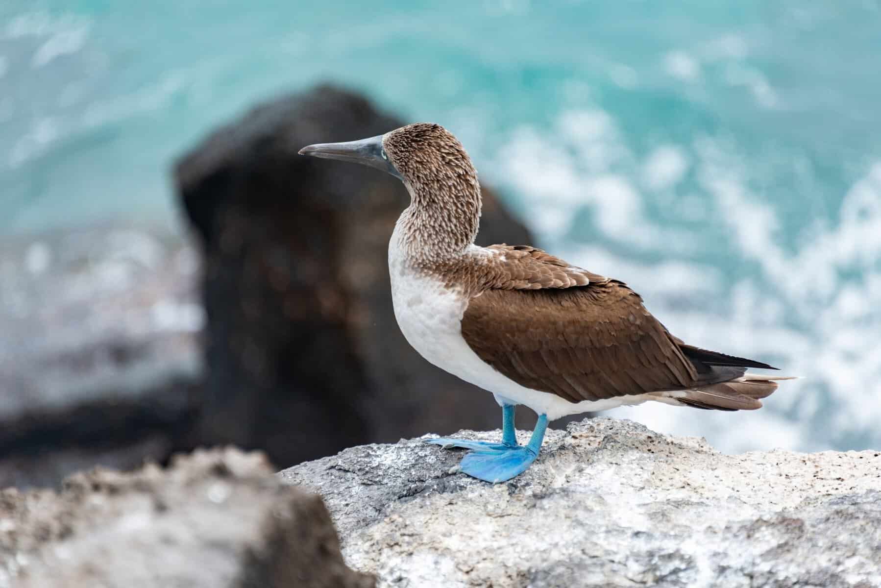 A blue-footed booby on the coast, Galápagos