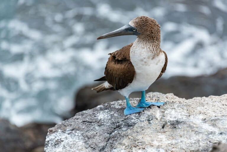 A blue-footed booby standing on rocks by the sea, Galápagos