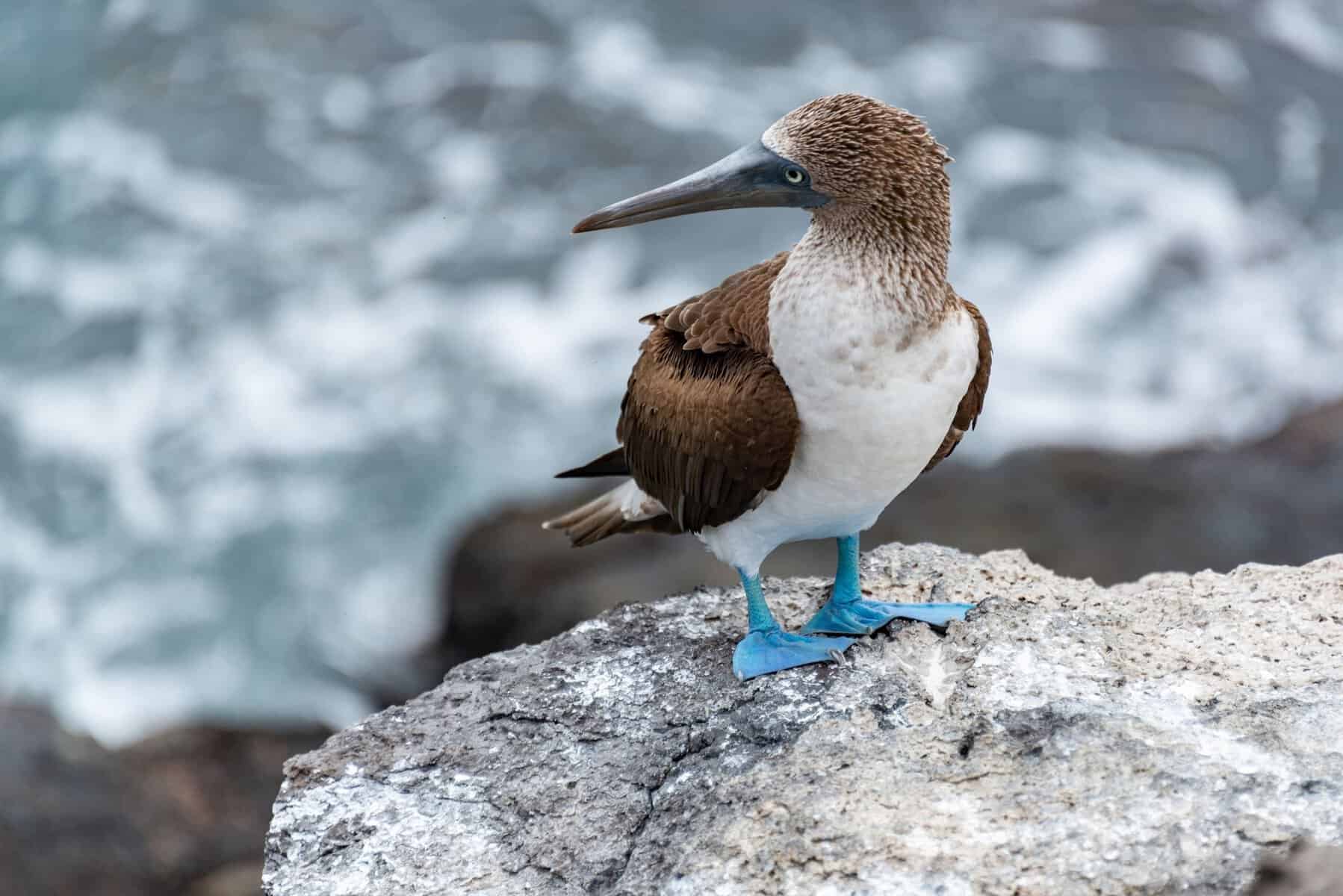 A blue-footed booby standing on rocks by the sea, Galápagos