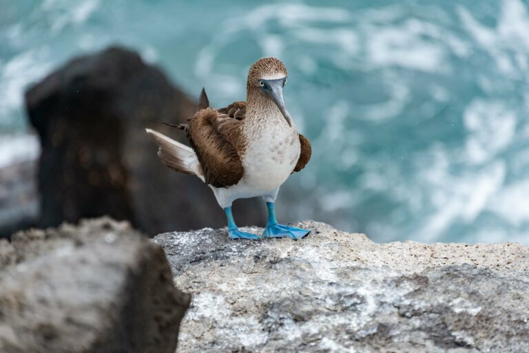 A blue-footed booby on a rock