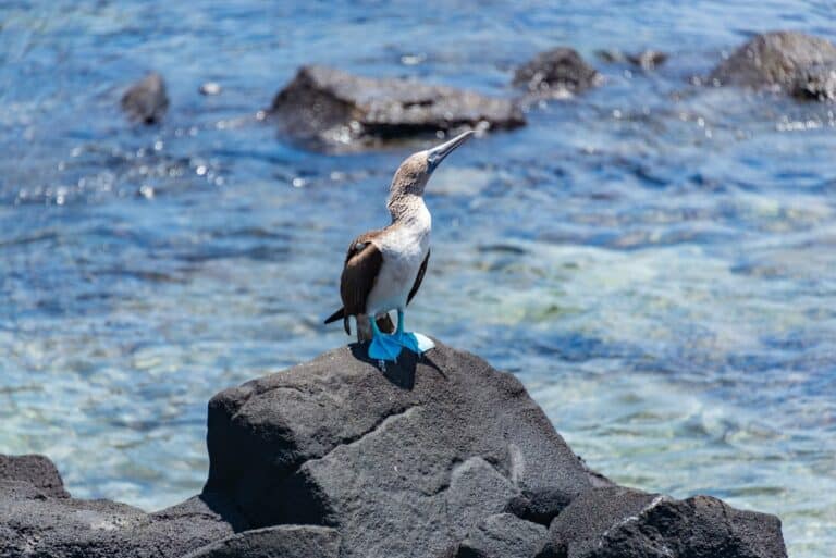 A blue-footed booby on a coastal rock